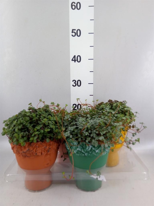 <h4>Arr.   Kamerplant Groen L%</h4>