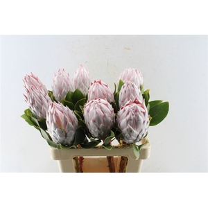 Protea Cynaroides