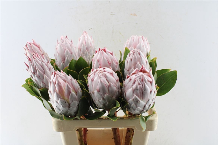 <h4>Protea Cynaroides</h4>