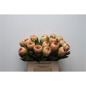 PROTEA GRANDICOLOR