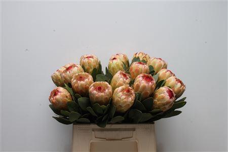 <h4>Protea Grandicolor</h4>