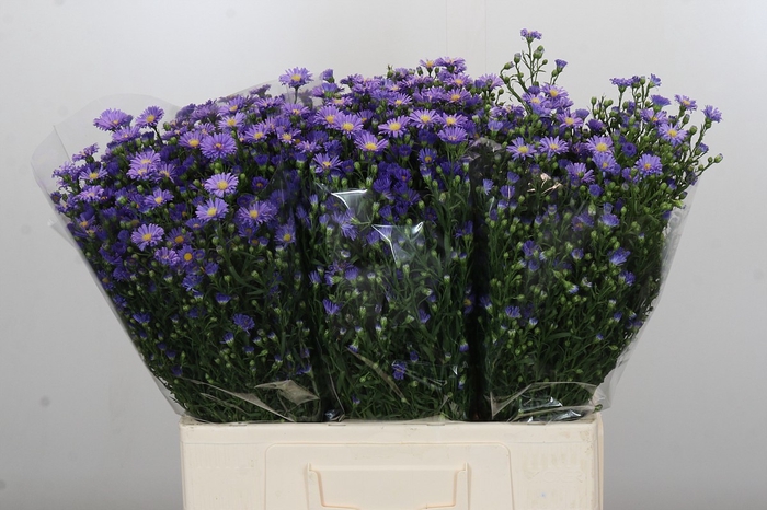 <h4>Aster Casamare</h4>