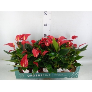 Anthurium  'Banderola Roja'