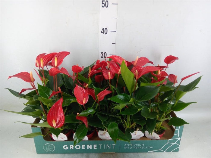 <h4>Anthurium  'Banderola Roja'</h4>