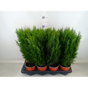 Chamaecyparis laws. 'Ellwoodii'