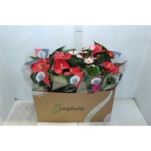 ANTHURIUM VARIADO P15
