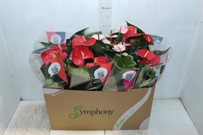 <h4>ANTHURIUM VARIADO P15</h4>