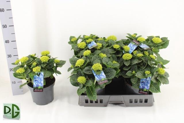 <h4>HYDR M ANDA</h4>