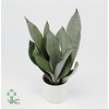 Sansevieria trifasciata Moonshine 12Ø 40cm