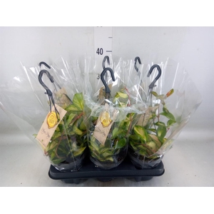 Hoya carnosa 'Tricolor'