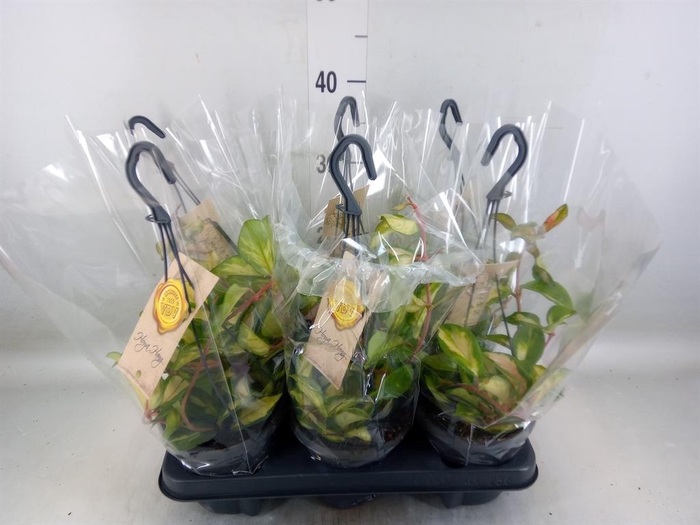 <h4>Hoya carnosa 'Tricolor'</h4>