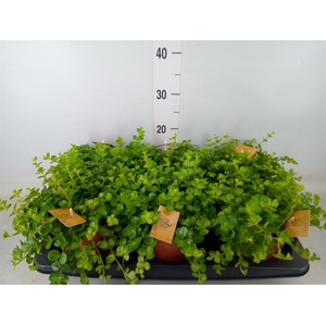 Peperomia rotundifolia