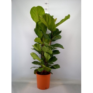 Ficus lyrata