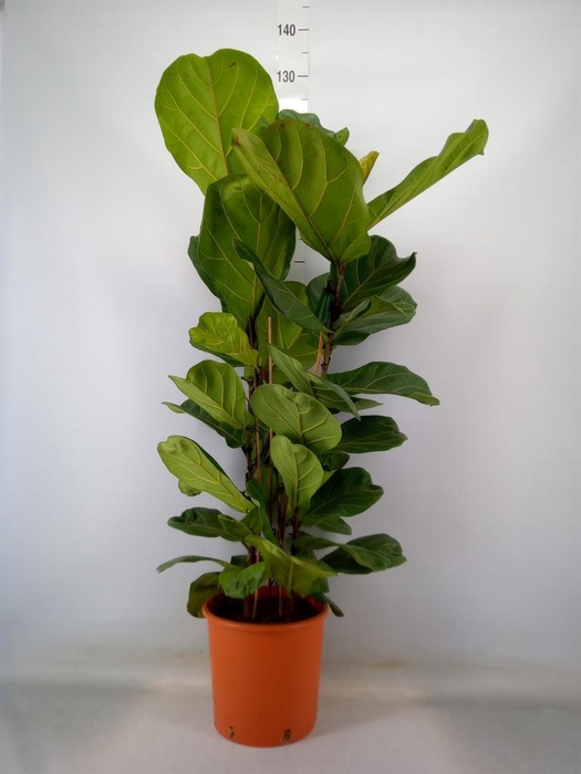 <h4>Ficus lyrata</h4>
