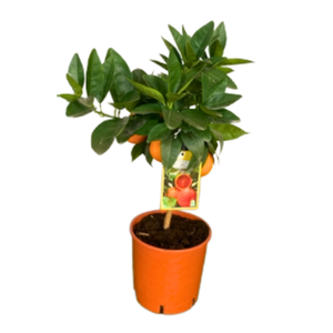 Citrus hystrix