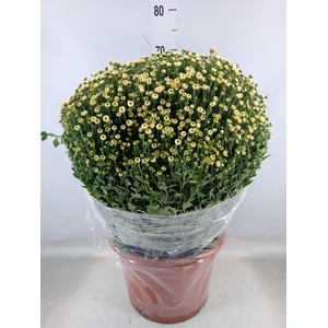 Chrysanthemum   ..GR