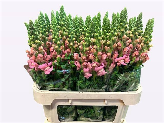 <h4>ANTIR AVIGNON PINK</h4>