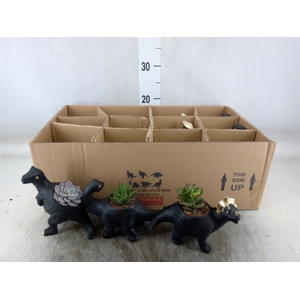 Arr.  Succulents L%