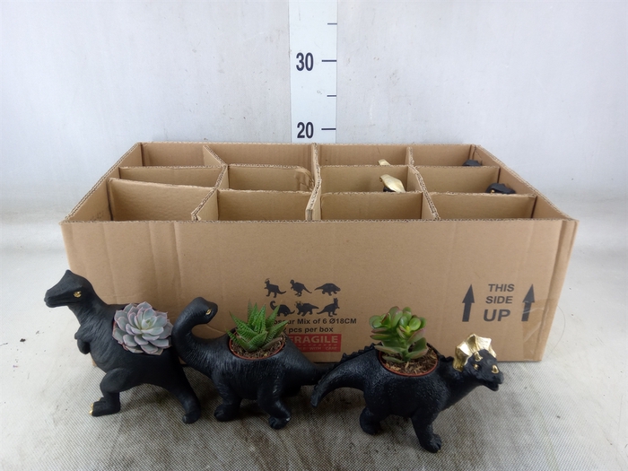 <h4>Arr.  Succulents L%</h4>