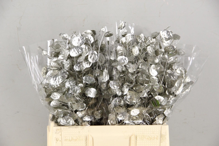 <h4>DF Lunaria Bs Platinum</h4>