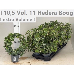 HED HE OV GROEN