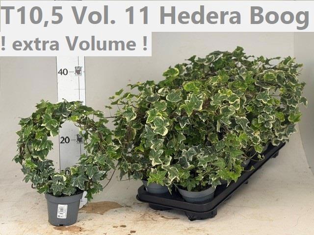 <h4>HED HE OV GROEN</h4>