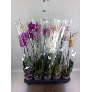 Phalaenopsis ...mix 5