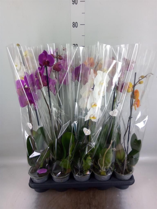 <h4>Phalaenopsis   ...mix  5</h4>