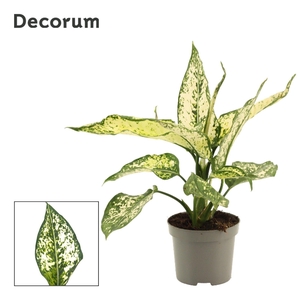 Aglaonema White Diamond 9 cm (Decorum)