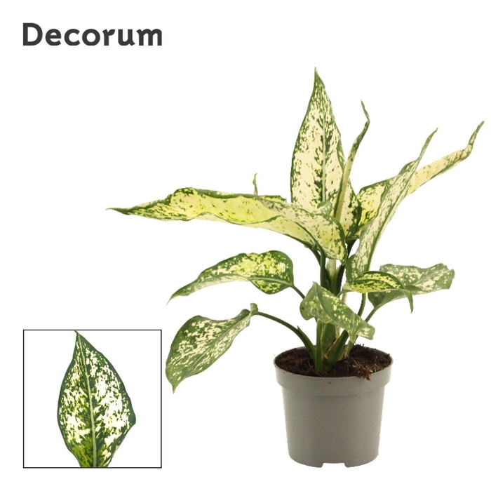 <h4>Aglaonema White Diamond 9 cm (Decorum)</h4>