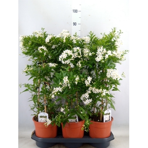 Solanum jasminoides