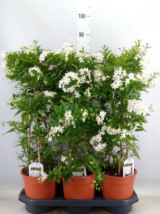 <h4>Solanum jasminoides</h4>