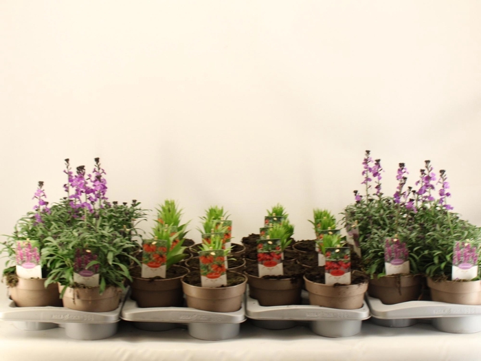 <h4>VASTE PL MIXK</h4>