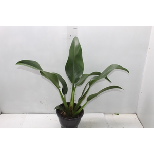 PHILODENDRON PACOVA P20