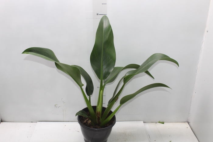 <h4>PHILODENDRON PACOVA P20</h4>