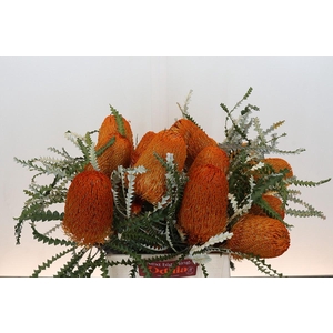 Banksia Speciosa Oranje