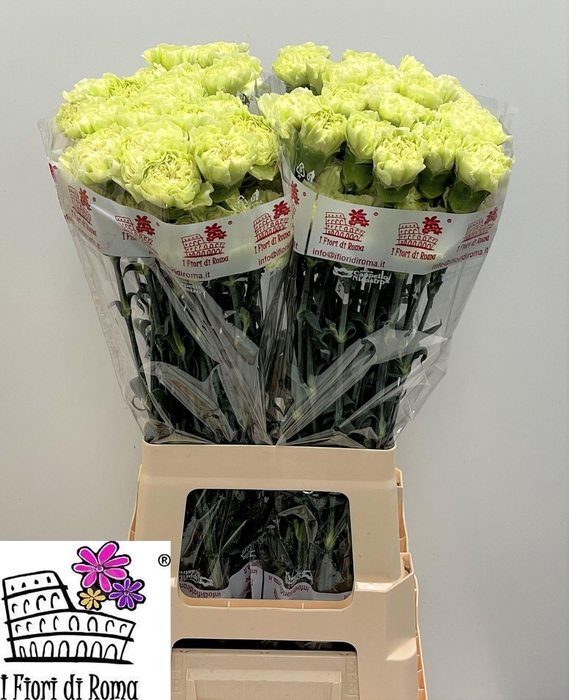 <h4>DI ST GOBLIN</h4>