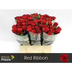 R Gr Red Ribbon