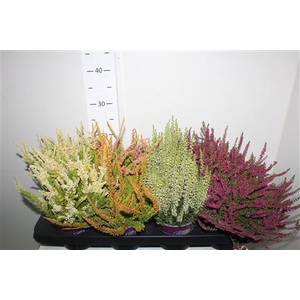 Callu Bl Gem 4 Srt Mix In Tray