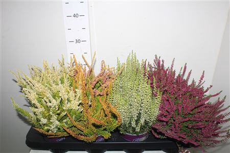<h4>Callu Bl Gem 4 Srt Mix In Tray</h4>