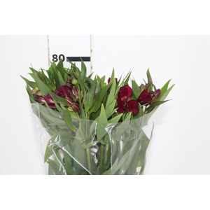ALSTROEMERIA POMPEII 080 CM