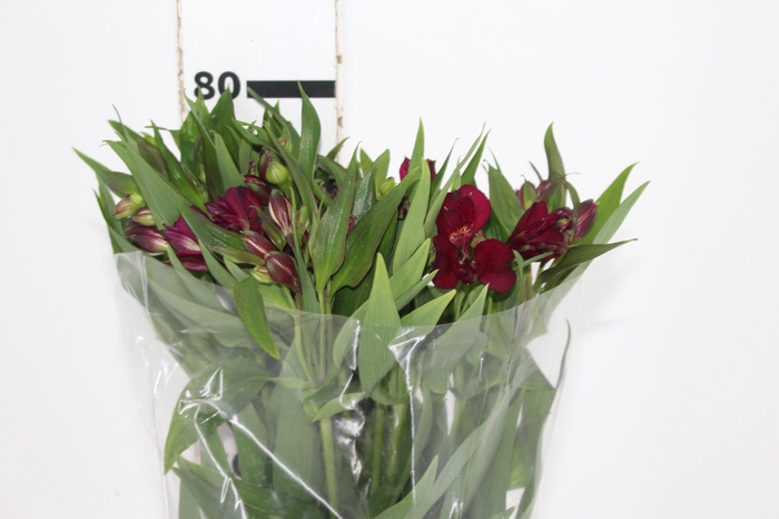 <h4>ALSTROEMERIA POMPEII 080 CM</h4>