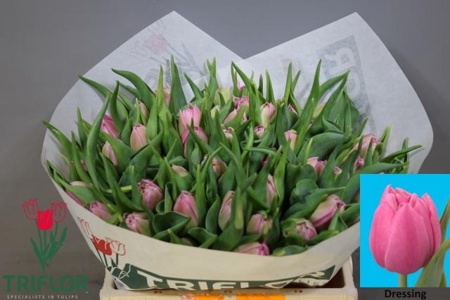 <h4>TU DU DRESSING</h4>