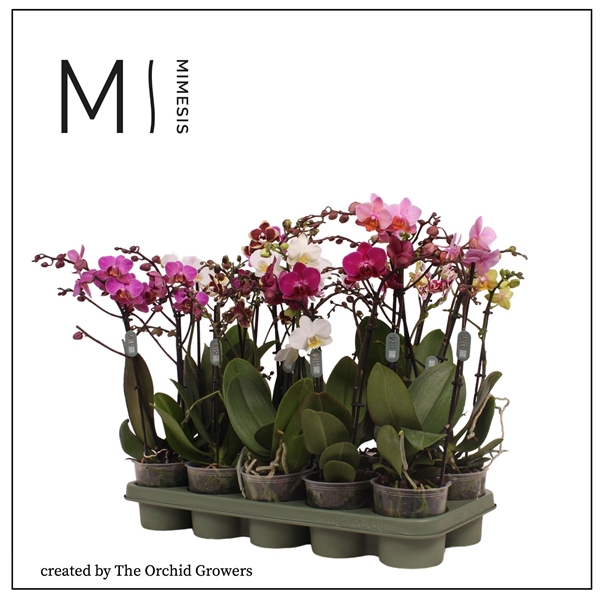 <h4>Mimesis Phal. Multi Mix - 2 spike 12cm</h4>