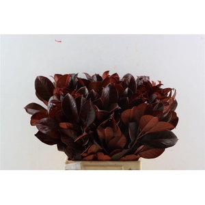 Laurier Kers Rood Opgetrokken