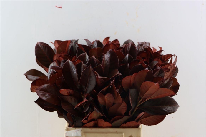 <h4>Laurier Kers Rood Opgetrokken</h4>