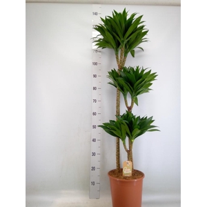 Dracaena frag. 'Compacta'