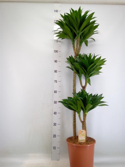 <h4>Dracaena frag. 'Compacta'</h4>