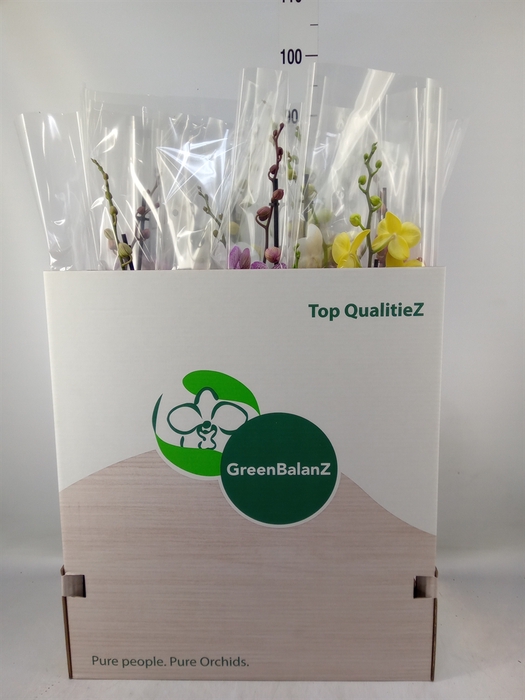 <h4>Phalaenopsis   ...mix</h4>