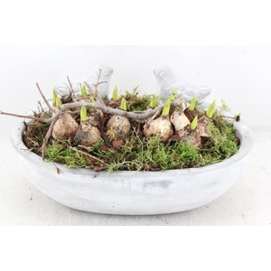 arr4 Muscari JS - Vogel ovaal x3